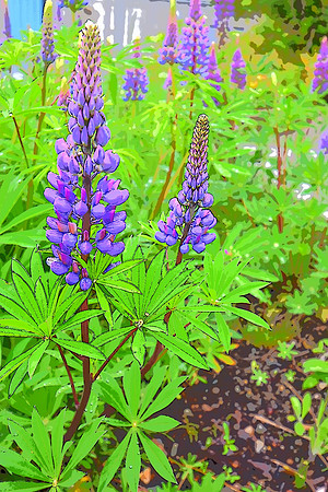 5-16-2020 271 Lupine Photo Illustration