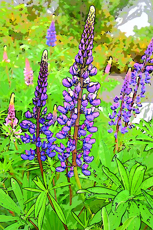 268 Lupine photo illustration