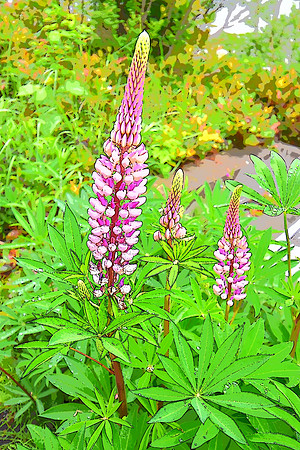 272 Pink Lupine Photo Illustration