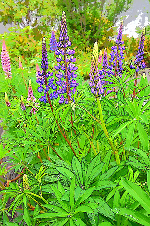 Lupine Illustration