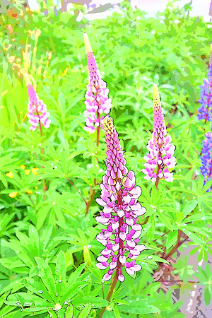 287 Pink Lupine PI