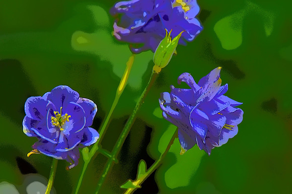 Blue Columbines PI 058