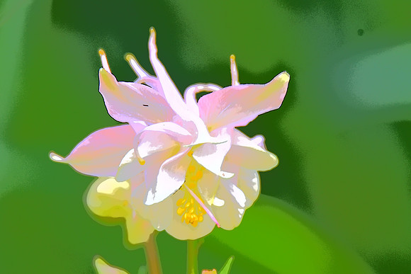 Pink Columbine PI 062