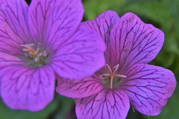 Wild Geranium  133
