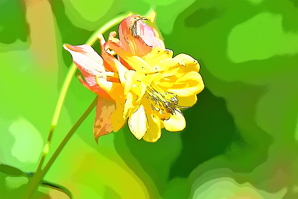 Pink Yellow Columbine PI 174