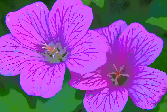 Wild Geranium  PI 146