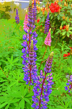Lupine Designs PI