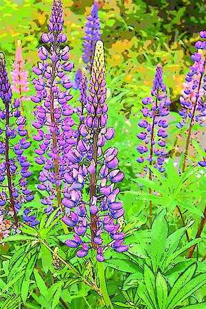 5-22-20 Lupine Garden 2