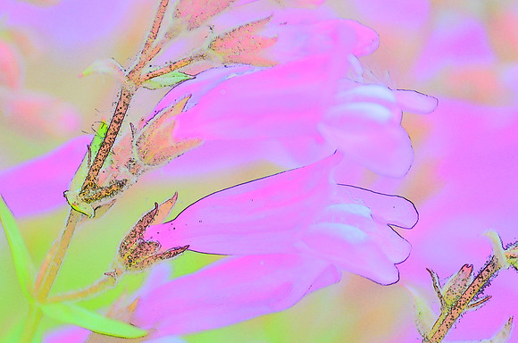Davidson's Penstemon