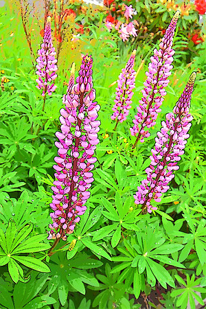 Lupine
