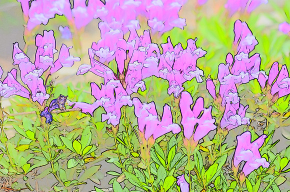 Penstemon