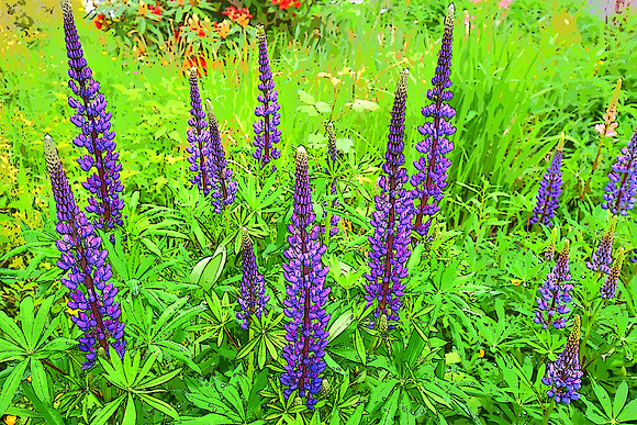 Lupine garden
