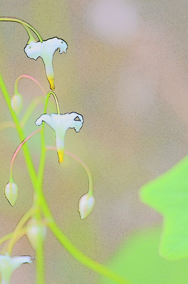 Inside-Out-Flower