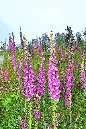 PI 009 Foxglove