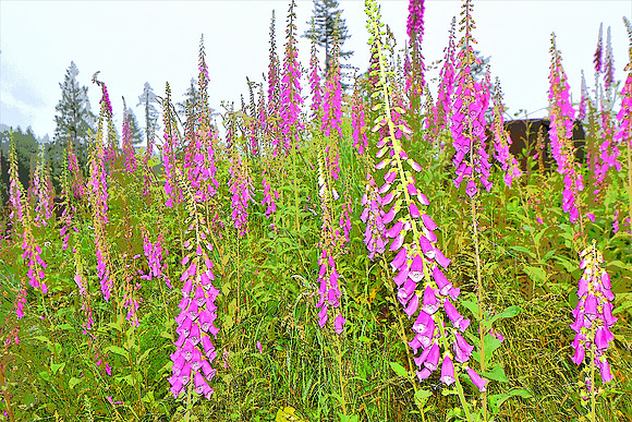 001 Foxglove
