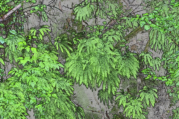Maidenhair Ferns