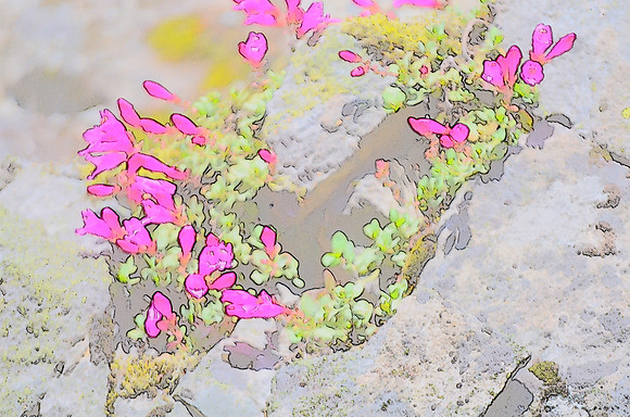 Rock Penstemon