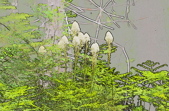 Beargrass