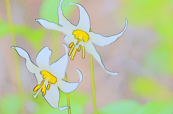 Avalanche Lilies