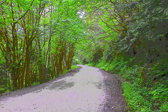 104 Forested Road