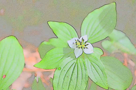 Bunchberry
