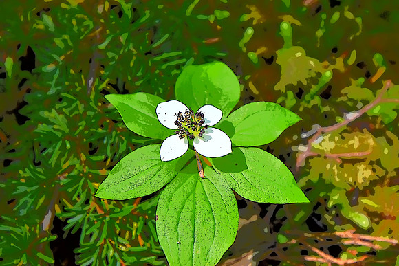 Bunchberry 3