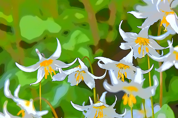 Avalanche Lilies