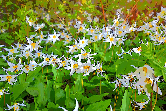 Avalanche Lilies 6