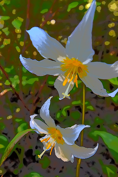 Avalanche Lilies 17