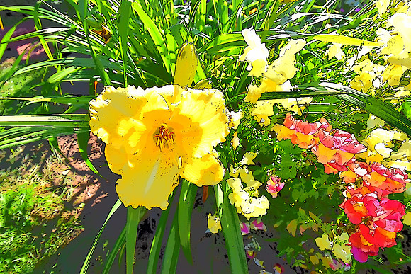 009 Yellow lily PI