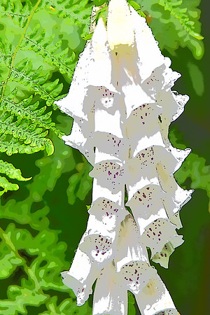 058 White foxglove PI