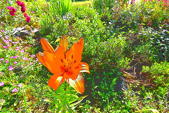 016 Orange Lily PI