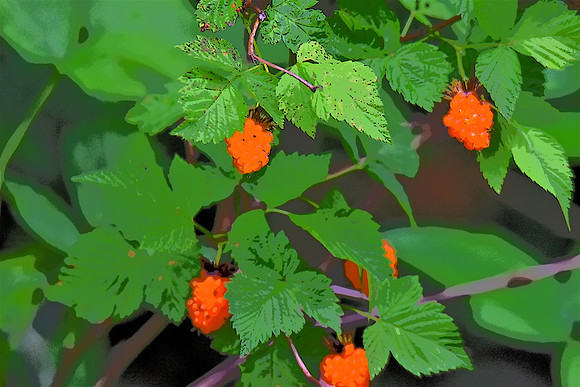 7-3-2020 050 Salmon Berry PI