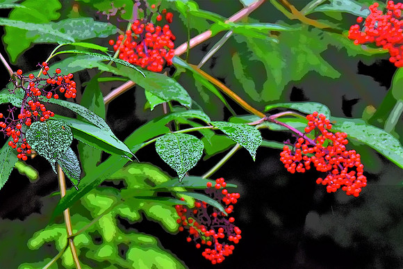 064 Elderberry PI