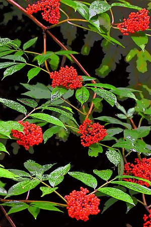 069 Elderberry PI 2