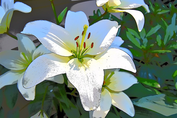 011 White lily