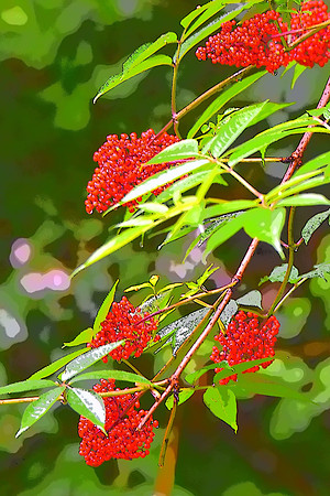 077 Elderberry PI 3