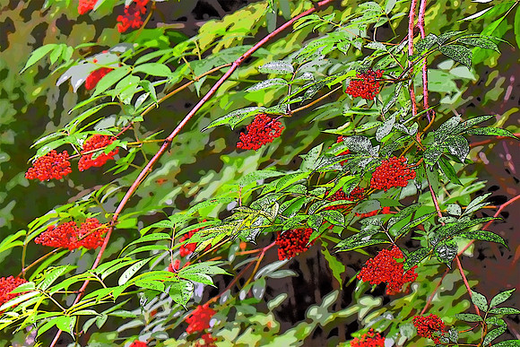 7-3-2020 079 Elderberry PI 5