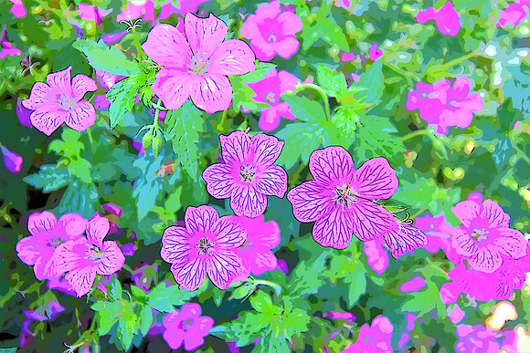 025 Wild Geranium 3