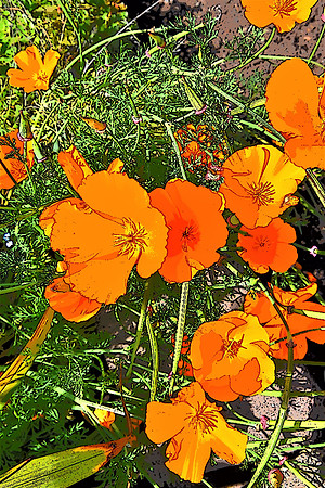 031 CA poppy 2