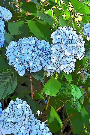 055 Hydrangea