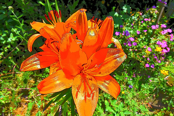 7-6-2020PI 033 Orange Lily