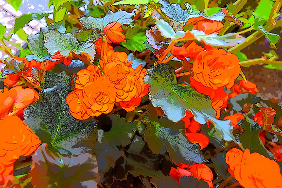 067 Begonia