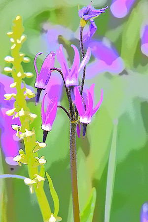 368 Bog Orchid and Shooting Star PI