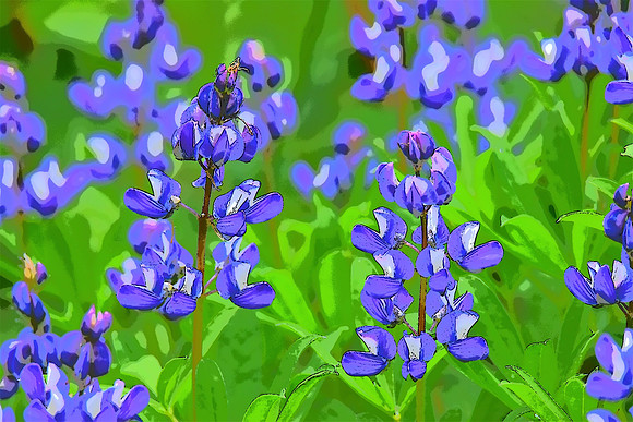49 Lupine PI