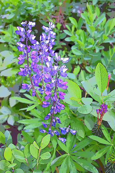 Lupine