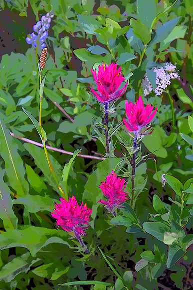 Magenta paintbrush