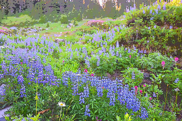 Lupine 004