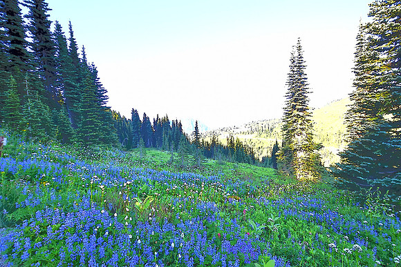 Mazama Ridge Lupine