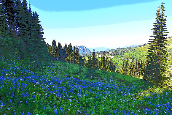 Subalpine Flower fields